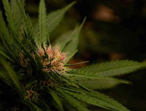 GreenWay-23-Medical-Benefits-of-Cannabis