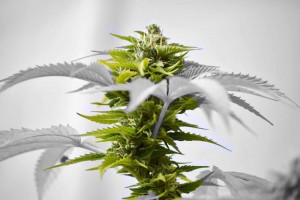 GreenWay-Cannabis-on-Gastrointestinal-Disorder